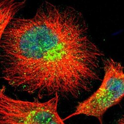 FAM199X Antibody, Novus Biologicals 0.1mL; Unlabeled:Antibodies, Polyclonal